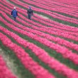 Pinkes Tulpenfeld mit zwei Menschen drauf