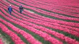 Pinkes Tulpenfeld mit zwei Menschen drauf