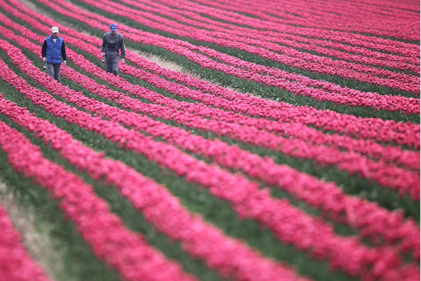 Pinkes Tulpenfeld mit zwei Menschen drauf