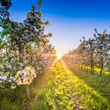Sonnenuntergang auf einer Obstbaum-Plantage