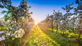 Sonnenuntergang auf einer Obstbaum-Plantage