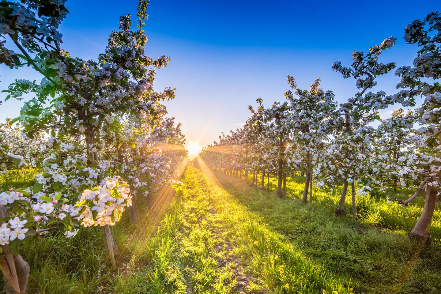 Sonnenuntergang auf einer Obstbaum-Plantage