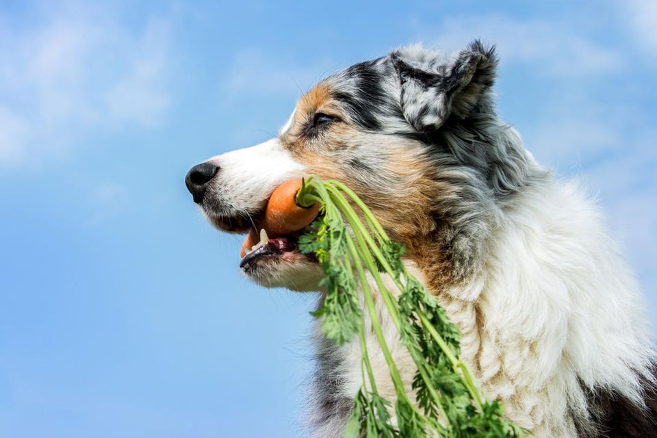 Vegetarisch-vegan ernährte Hunde könnten das Klima entlasten. Allerdings ist auf eine ausreichende Nährstoffzufuhr zu achten
