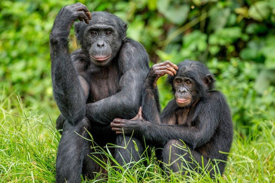 Zwei Schimpansen sitzen auf einer Wiese und kratzen sich am Kopf.