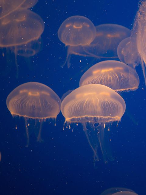 Die Jahrmillionen währende Erfolgssträhne scheint nicht abzureißen: Wo immer Quallen auftauchen, erscheinen sie oft in großer Zahl