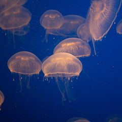 Die Jahrmillionen währende Erfolgssträhne scheint nicht abzureißen: Wo immer Quallen auftauchen, erscheinen sie oft in großer Zahl