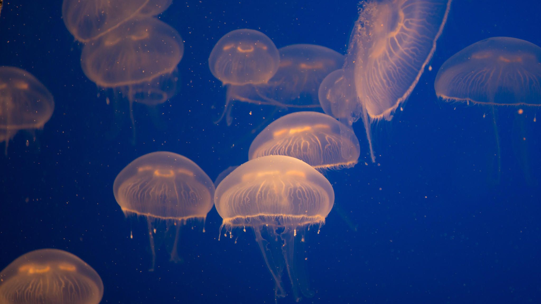 Die Jahrmillionen währende Erfolgssträhne scheint nicht abzureißen: Wo immer Quallen auftauchen, erscheinen sie oft in großer Zahl