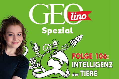 In Folge 106 unseres GEOlino-Podcasts geht es um die Intelligenz der Tiere
