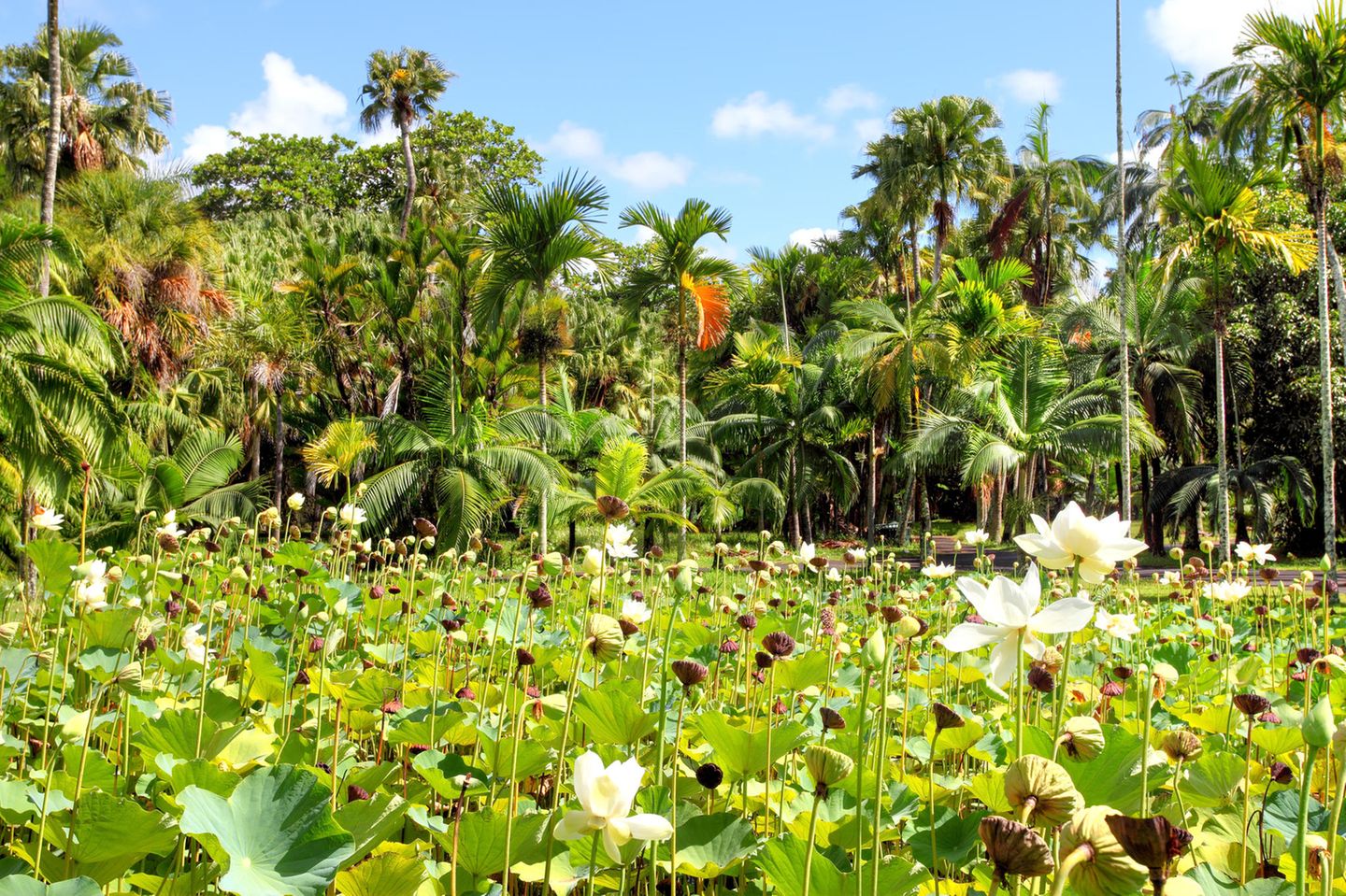 Pamplemousses Gardens Blick auf blühende Wasserpflanzen und Palmen im Hintergrund