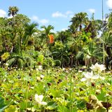 Blick auf blühende Wasserpflanzen und Palmen im Hintergrund