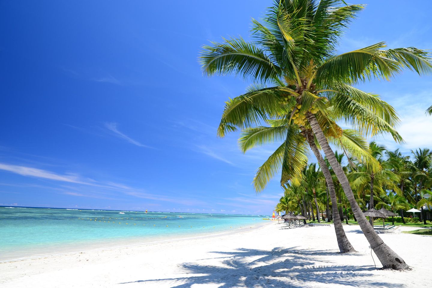 Blick auf einen weißen Strand mit zwei Palmen im Vordergrund