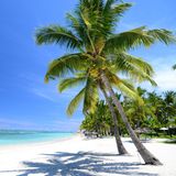 Blick auf einen weißen Strand mit zwei Palmen im Vordergrund