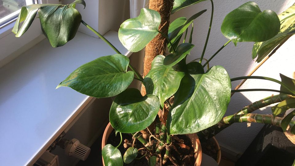 Bei einer Monstera Deliciosa wachsen neue, gesunde Blätter dem Sonnenlicht entgegen. Bei einer Monstera Deliciosa wachsen neue, gesunde Blätter dem Sonnenlicht entgegen.
