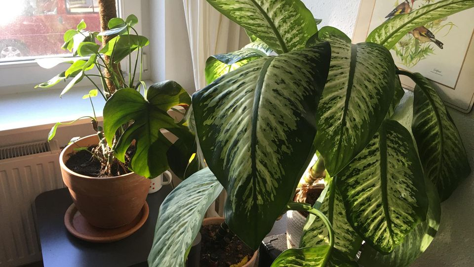 Vor einem Fenster stehen eine Monstera Deliciosa und eine Dieffenbachie. Beide Pflanzen tragen grüne, schöne Blätter. Vor einem Fenster stehen eine Monstera Deliciosa und eine Dieffenbachie. Beide Pflanzen tragen grüne, schöne Blätter.