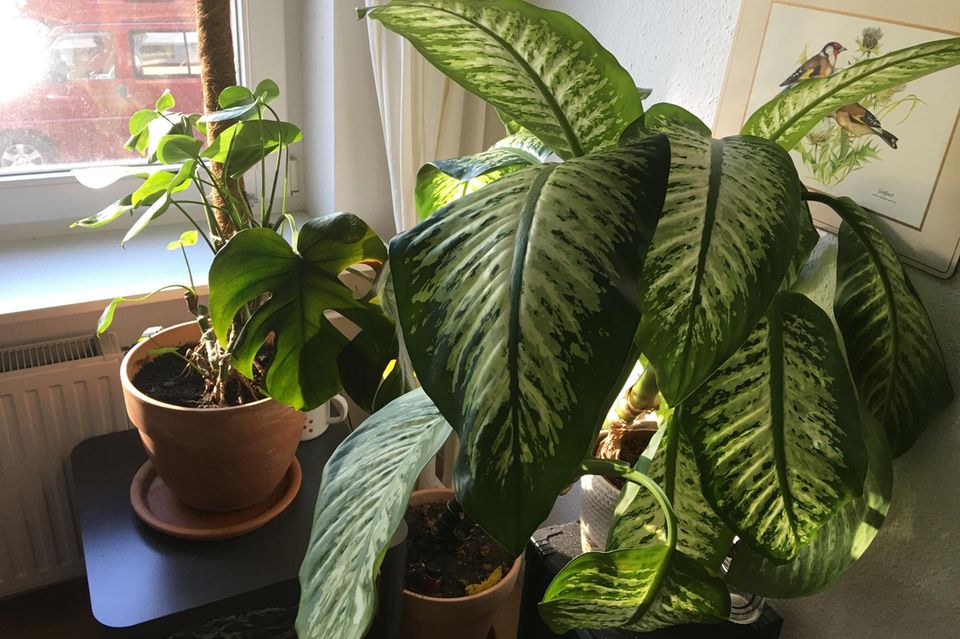 Monstera Deliciosa and Dieffenbachia are standing in front of the window.  Both plants have beautiful green leaves.