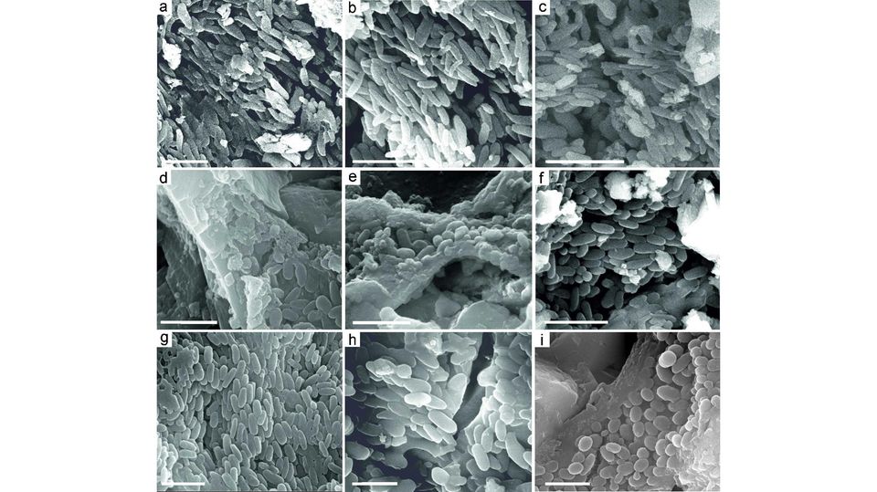 Paläontologie: Rasterelektronenmikroskopische Aufnahmen von Melanosomen: a–c, Längliche Melanosomen aus Monofilamenten. d–f, Eiförmige Melanosomen aus den verzweigten Federn. g–i, Eiförmige Melanosomen aus dem Weichteilkamm Rasterelektronenmikroskopische Aufnahmen von Melanosomen: a–c, Längliche Melanosomen aus Monofilamenten. d–f, Eiförmige Melanosomen aus den verzweigten Federn. g–i, Eiförmige Melanosomen aus dem Weichteilkamm
