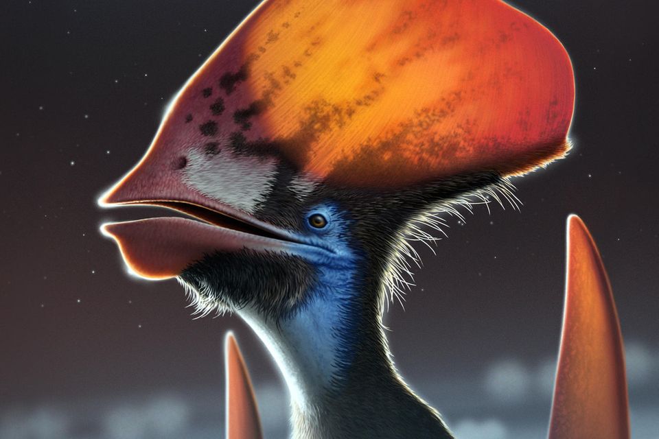 Künstlerische Rekonstruktion des gefiederten Flugsauriers Tupandactylus, die die Federtypen entlang der Unterseite des Kopfkamms zeigt: dunkle Monofilamente und hellere verzweigte Federn