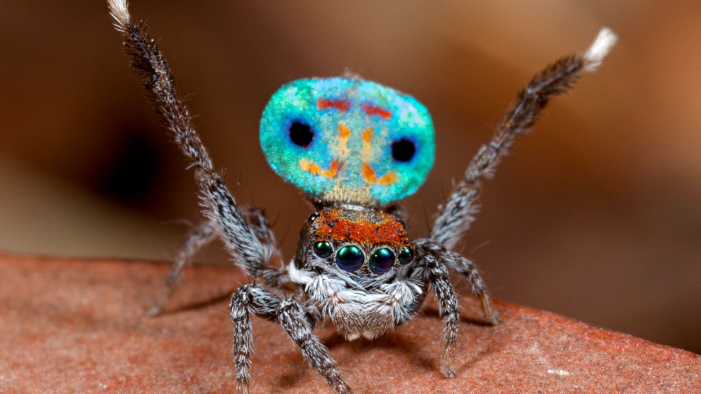 Sie tanzen auf Leben und Tod. Um potenzielle Partner zu beeindrucken, gibt die farbenprächtige Mini-Spinne bei der Balz ihr Bestes und präsentiert eine komplizierte Choreographie. Der deutsche Spinnenforscher Jürgen Otto deckt in Australien immer wieder neue Arten auf und hat eine ganze Sammlung von Videos und Fotos im Netz, in denen Pfauenspinnen tanzen. Dabei klappt das männliche Exemplar seinen blau, rot, orange, grün und lila gemusterten Hinterleib nach oben, läuft aufgeregt hin und her und hofft, das Weibchen schließlich mit seinem Tanz für sich zu gewinnen. Gelingt das nicht, wird das Männchen gefressen.