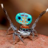 Sie tanzen auf Leben und Tod. Um potenzielle Partner zu beeindrucken, gibt die farbenprächtige Mini-Spinne bei der Balz ihr Bestes und präsentiert eine komplizierte Choreographie. Der deutsche Spinnenforscher Jürgen Otto deckt in Australien immer wieder neue Arten auf und hat eine ganze Sammlung von Videos und Fotos im Netz, in denen Pfauenspinnen tanzen. Dabei klappt das männliche Exemplar seinen blau, rot, orange, grün und lila gemusterten Hinterleib nach oben, läuft aufgeregt hin und her und hofft, das Weibchen schließlich mit seinem Tanz für sich zu gewinnen. Gelingt das nicht, wird das Männchen gefressen.