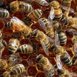 Mit ihrem Schwänzeltanz, bei dem sie energisch mit dem Hinterleib wackeln, wollen sie Artgenossen mitteilen, dass sie einen Fund gemacht haben. Nach Erkenntnissen eines Forscherteams der Julius-Maximilians-Universität Würzburg und des Nationalen Zentrums für Biowissenschaften in Bangalore (Indien) können die Bienen mit ihrem Tanz sogar die Himmelsrichtung zu ihrem Fund anzeigen. Und das alles für den Honig. "Mit Tanz hat dieser Vorgang aber nur in einem übertragenen Sinn zu tun", erklärt Musikforscher Ullrich.