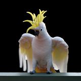 Sein Tanzvideo zum Queen-Hit «Another One Bites The Dust» mit vielen Millionen Aufrufen bei Youtube hat dem Kakadu «Snowball» großen Ruhm eingebracht. Biologen der Universität in San Diego (Kalifornien) wollten wissen, ob der Papagei die Tanzbewegungen von Menschen aus seiner Umgebung nur imitiert. Ergebnis ihrer Studie: Der Papagei bewegt sich tatsächlich synchron im Rhythmus zur Musik - ohne Menschen einfach nachzuahmen.