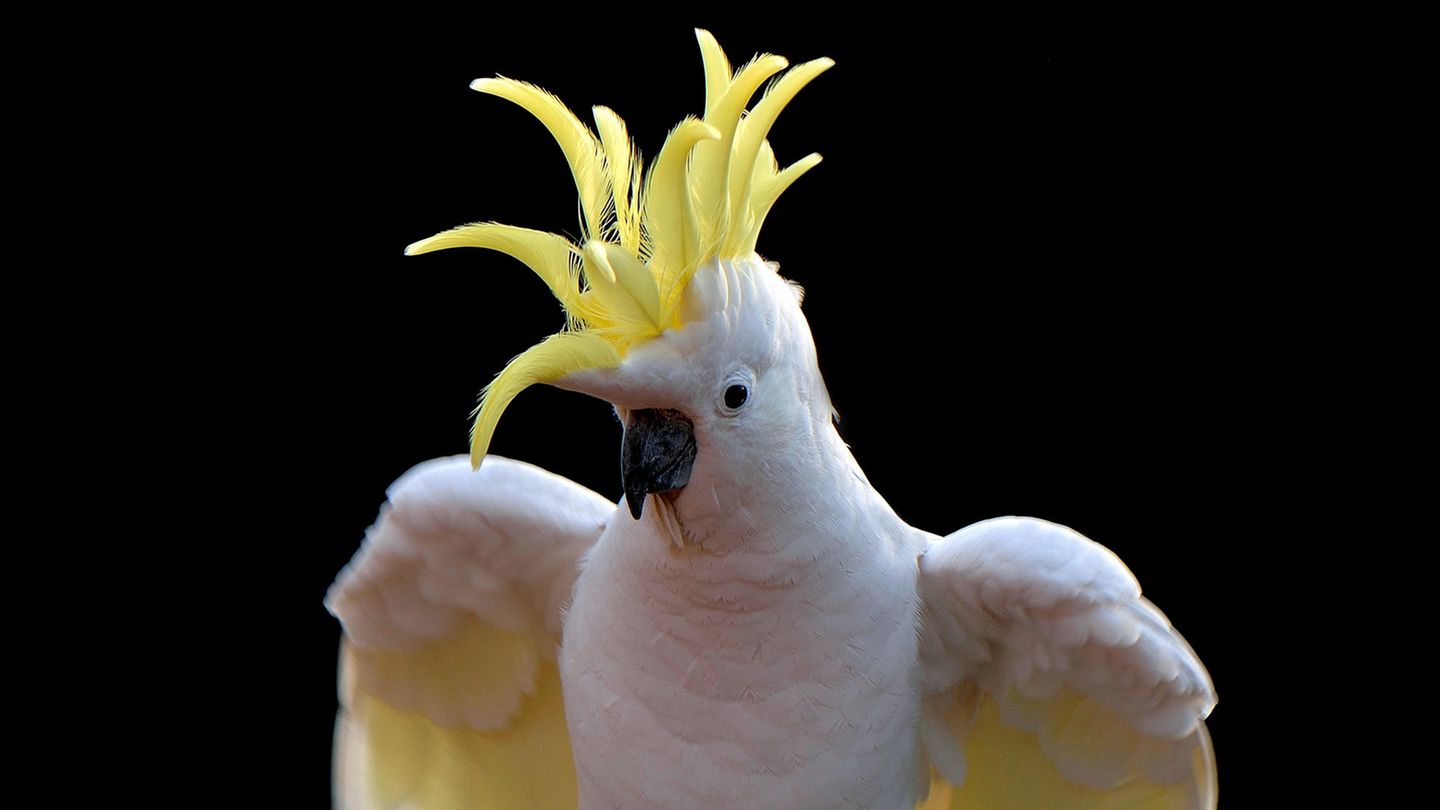 Kakadu: "Snowball" tanz zu Queen Sein Tanzvideo zum Queen-Hit «Another One Bites The Dust» mit vielen Millionen Aufrufen bei Youtube hat dem Kakadu «Snowball» großen Ruhm eingebracht. Biologen der Universität in San Diego (Kalifornien) wollten wissen, ob der Papagei die Tanzbewegungen von Menschen aus seiner Umgebung nur imitiert. Ergebnis ihrer Studie: Der Papagei bewegt sich tatsächlich synchron im Rhythmus zur Musik - ohne Menschen einfach nachzuahmen.