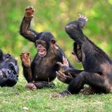 Auch Schimpansen können rhythmischen Klängen kaum widerstehen. In einer Studie ließen Wissenschaftler von der Kyoto-Universität in Japan die Schimpansen Musikausschnitte hören und beobachteten, wie sie sich im Rhythmus dazu bewegten. Mit Elan und Taktgefühl schwangen die Menschenaffen ihre Oberkörper vor und zurück - und gaben dabei Geräusche von sich.