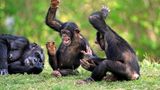 Auch Schimpansen können rhythmischen Klängen kaum widerstehen. In einer Studie ließen Wissenschaftler von der Kyoto-Universität in Japan die Schimpansen Musikausschnitte hören und beobachteten, wie sie sich im Rhythmus dazu bewegten. Mit Elan und Taktgefühl schwangen die Menschenaffen ihre Oberkörper vor und zurück - und gaben dabei Geräusche von sich.