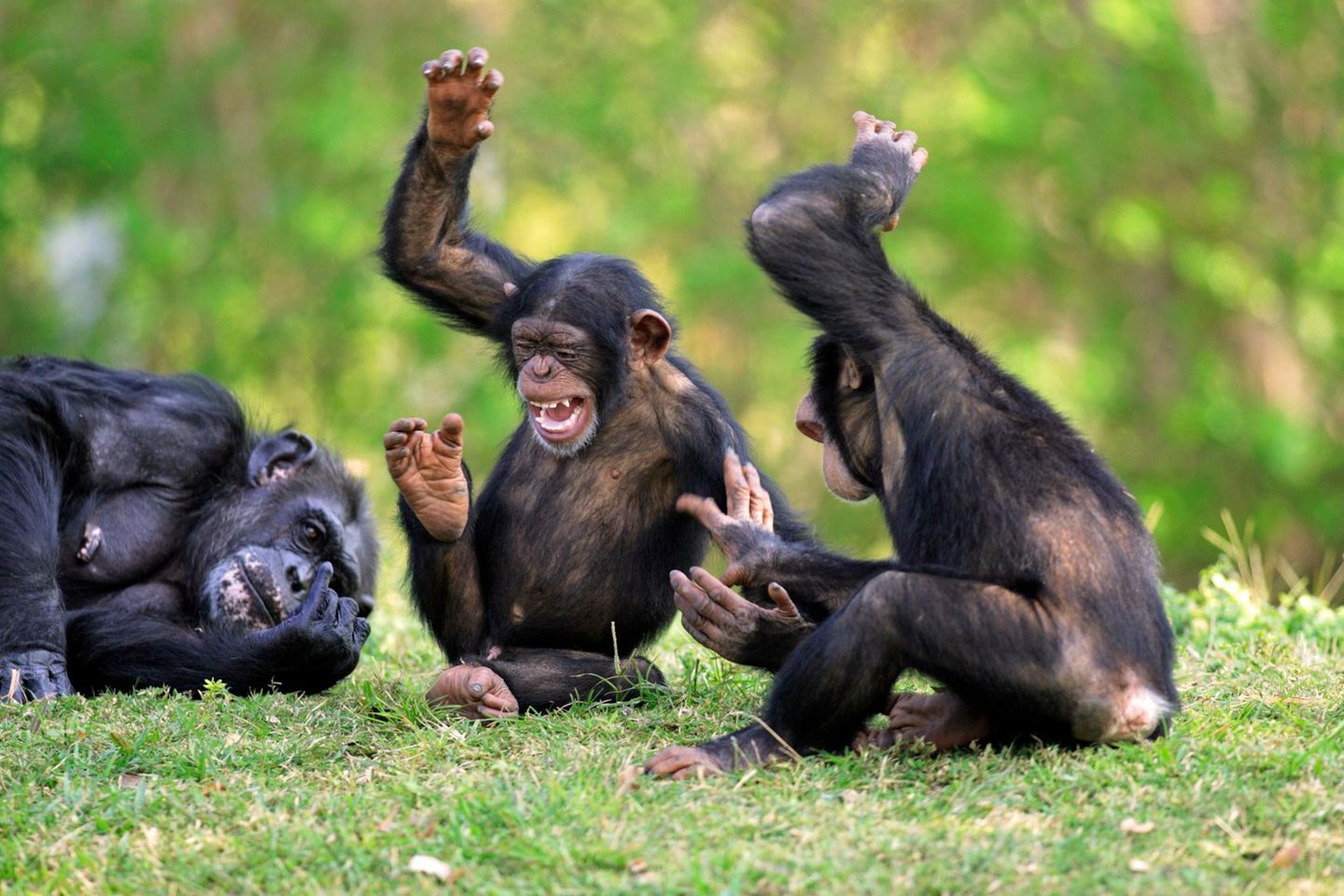 Auch Schimpansen können rhythmischen Klängen kaum widerstehen. In einer Studie ließen Wissenschaftler von der Kyoto-Universität in Japan die Schimpansen Musikausschnitte hören und beobachteten, wie sie sich im Rhythmus dazu bewegten. Mit Elan und Taktgefühl schwangen die Menschenaffen ihre Oberkörper vor und zurück - und gaben dabei Geräusche von sich.