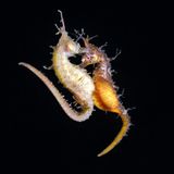 Morgens begrüßen sich Frau und Mann mit einem eleganten Tanz, der an einen Walzer erinnert, und gleiten sanft durchs Wasser. Minutenlang schwingen sie hin und her und wechseln manchmal sogar die Farbe, wie Amanda Vincent von der British Columbia University in Kanada in einer Studie erklärt. Für die Fische ist das Ritual so wichtig, weil sie sich gegenseitig signalisieren: Ich bin noch da! Kein Wunder: Sie leben monogam und stärken täglich ihre Bindung zueinander.