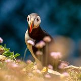 Papageientaucher (Frantercula Arctica) thront auf einer Klippe am Stackpole Head, Pembrokeshire