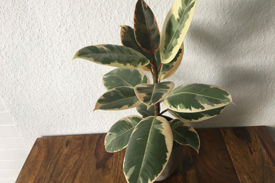 A white rubber tree watered with Lucky Plant two weeks ago on the table.