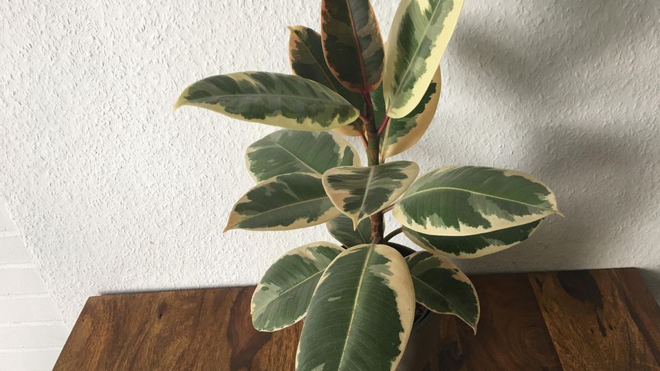 Ein weißbunter Gummibaum, der vor zwei Wochen mit Lucky Plant gegossen wurde, steht auf dem Tisch. Ein weißbunter Gummibaum, der vor zwei Wochen mit Lucky Plant gegossen wurde, steht auf dem Tisch.
