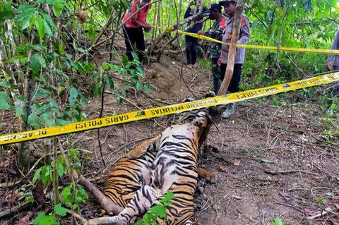 Sumatra-Tiger