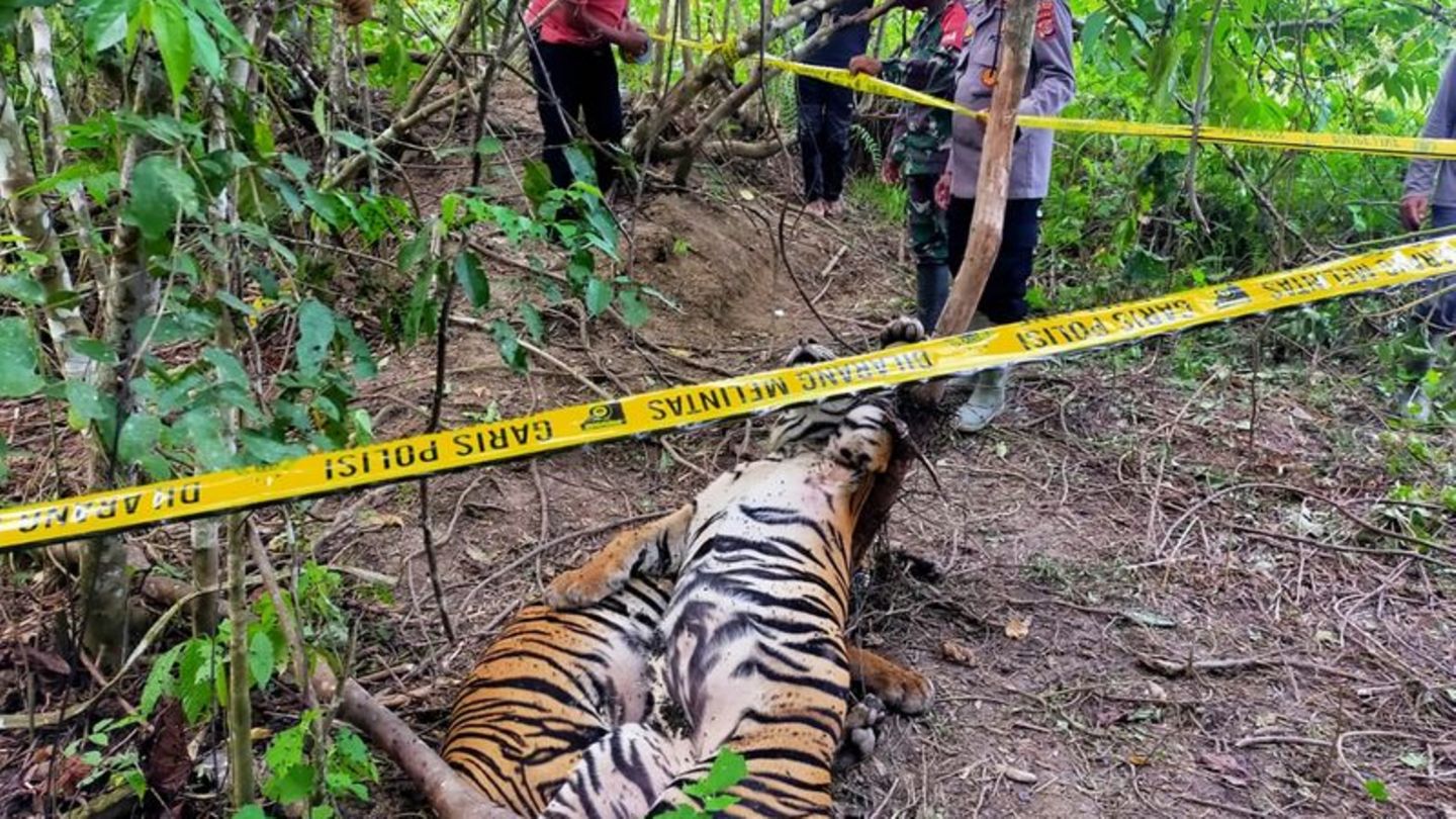 Sumatra-Tiger