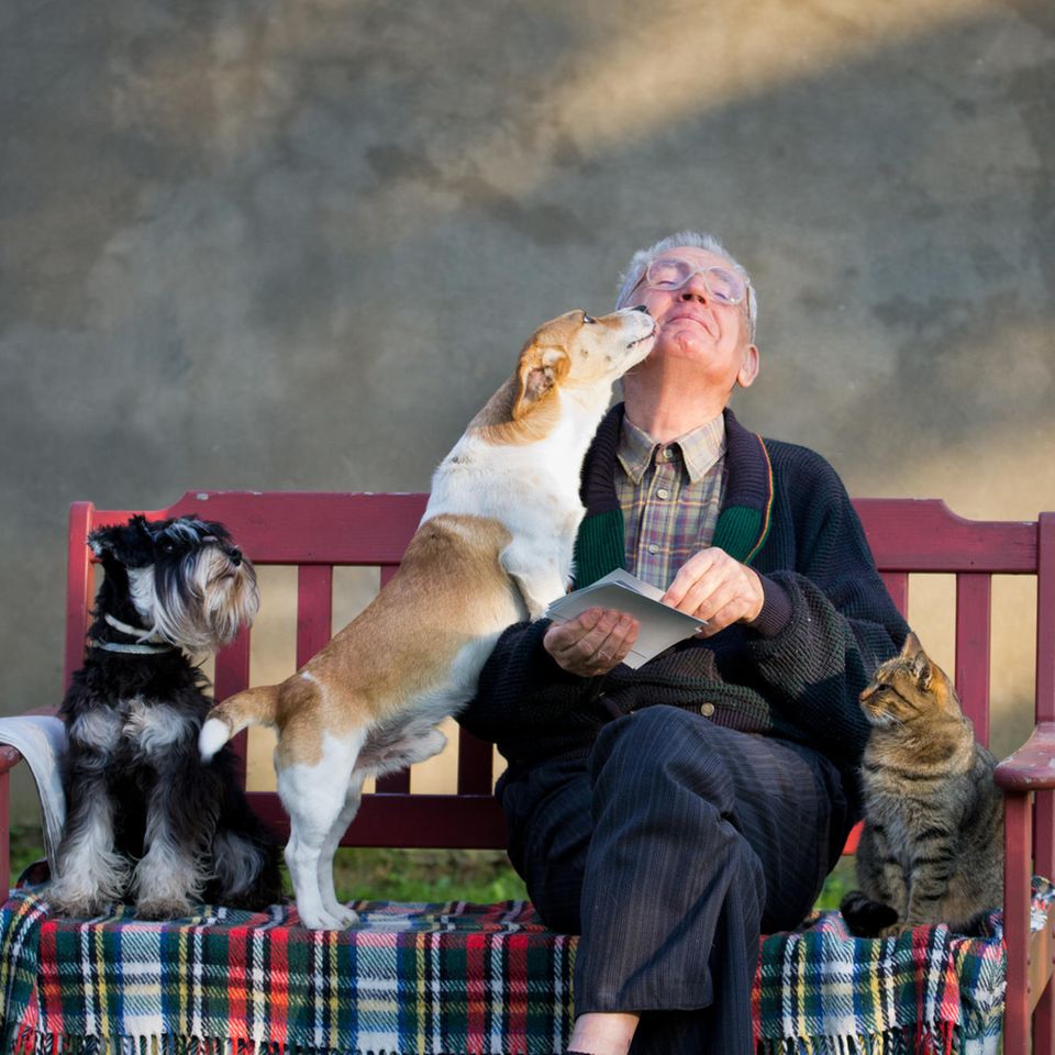 Alter Mann mit Hunden und Katze auf einer Bank