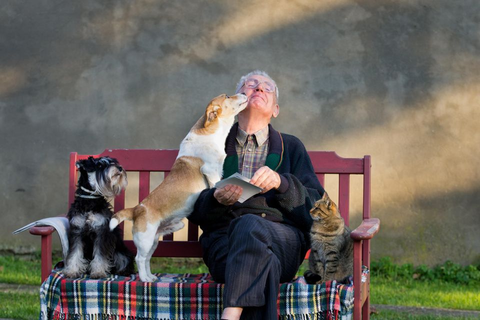 Alter Mann mit Hunden und Katze auf einer Bank