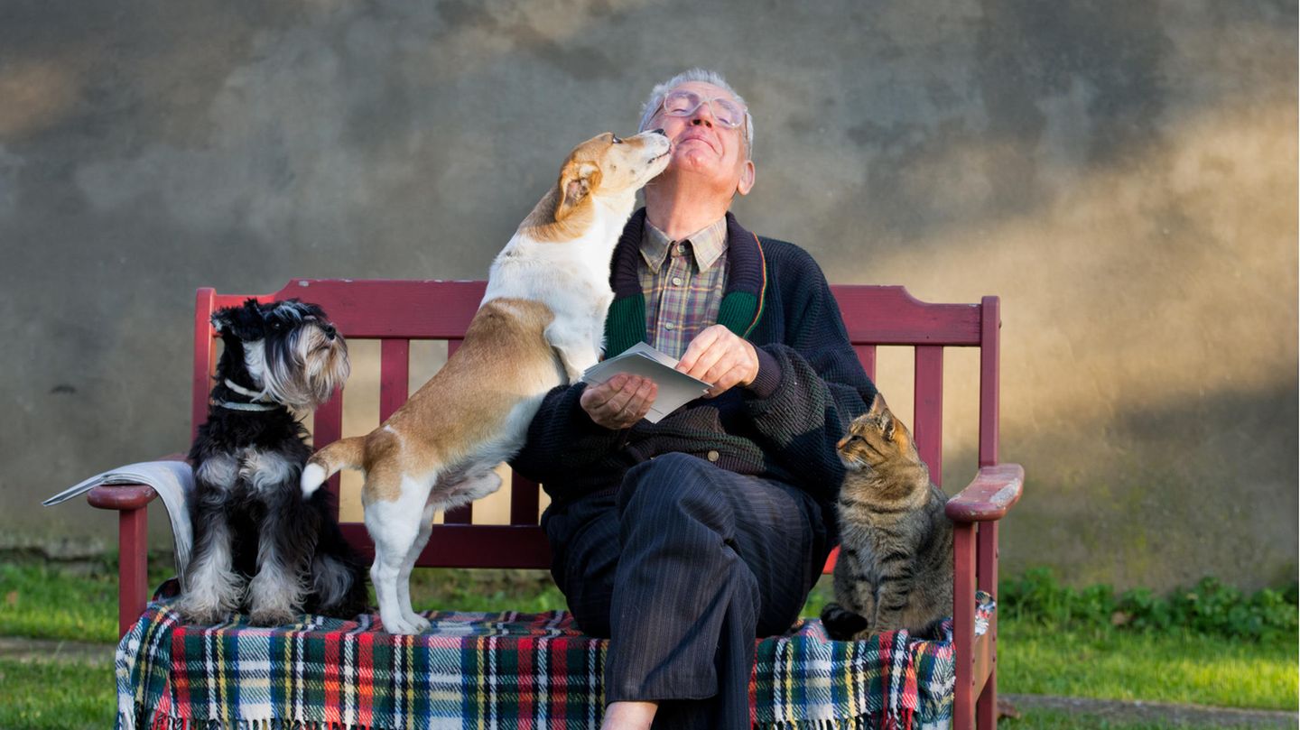 Alter Mann mit Hunden und Katze auf einer Bank