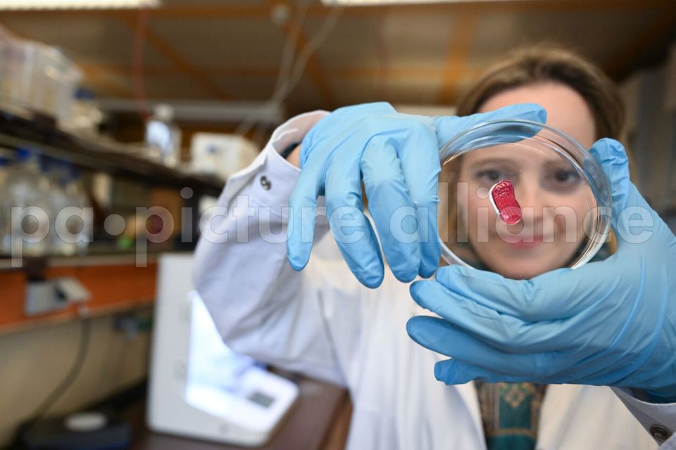 Petra Kluger, Projektleiterin an der Hochschule für angewandte Chemie in Reutlingen, mit einem Stück künstlichem Fleisch, das mit einem 3-D-Drucker produziert wurde