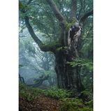 Uralte Buchen beeindrucken nicht nur uns Menschen, sondern bieten mit ihren Höhlen und Nischen auch unzähligen großen und kleinen Tieren einen Lebensraum. Fotograf Stefan Imig überzeugte die Jury mit diesem Methusalem aus dem Naturpark Kellerwald-Edersee.