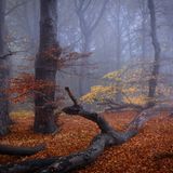 Totholz ist besonders wichtig für den Lebensraum Wald. Es ist nicht nur Lebensraum unzähliger Insekten- und Pilzarten, sondern hat als Wasserspeicher einen regulierenden Einfluss auf das Waldklima. Sigi Zang hat die Herbststimmung in diesem Bild wunderbar eingefangen. Das Bild entstand im Nationalpark Jasmund auf Rügen
