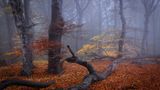 Totholz ist besonders wichtig für den Lebensraum Wald. Es ist nicht nur Lebensraum unzähliger Insekten- und Pilzarten, sondern hat als Wasserspeicher einen regulierenden Einfluss auf das Waldklima. Sigi Zang hat die Herbststimmung in diesem Bild wunderbar eingefangen. Das Bild entstand im Nationalpark Jasmund auf Rügen