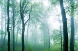 Eine mystisch anmutende Szene fing Florian Nessler mit seinem Bild "Küstennebel" ein. Starker Nebel und hohe Kontraste zwischen weißem Nebel und fast schwarzen Baumsilhouetten im Frühlingswald geben dem Bild seinen Ausdruck. Krumm gewachsene Baumstämme und viel Unterwuchs auf dem Waldboden zeugen von einem naturnahen Standort