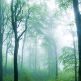 Eine mystisch anmutende Szene fing Florian Nessler mit seinem Bild "Küstennebel" ein. Starker Nebel und hohe Kontraste zwischen weißem Nebel und fast schwarzen Baumsilhouetten im Frühlingswald geben dem Bild seinen Ausdruck. Krumm gewachsene Baumstämme und viel Unterwuchs auf dem Waldboden zeugen von einem naturnahen Standort