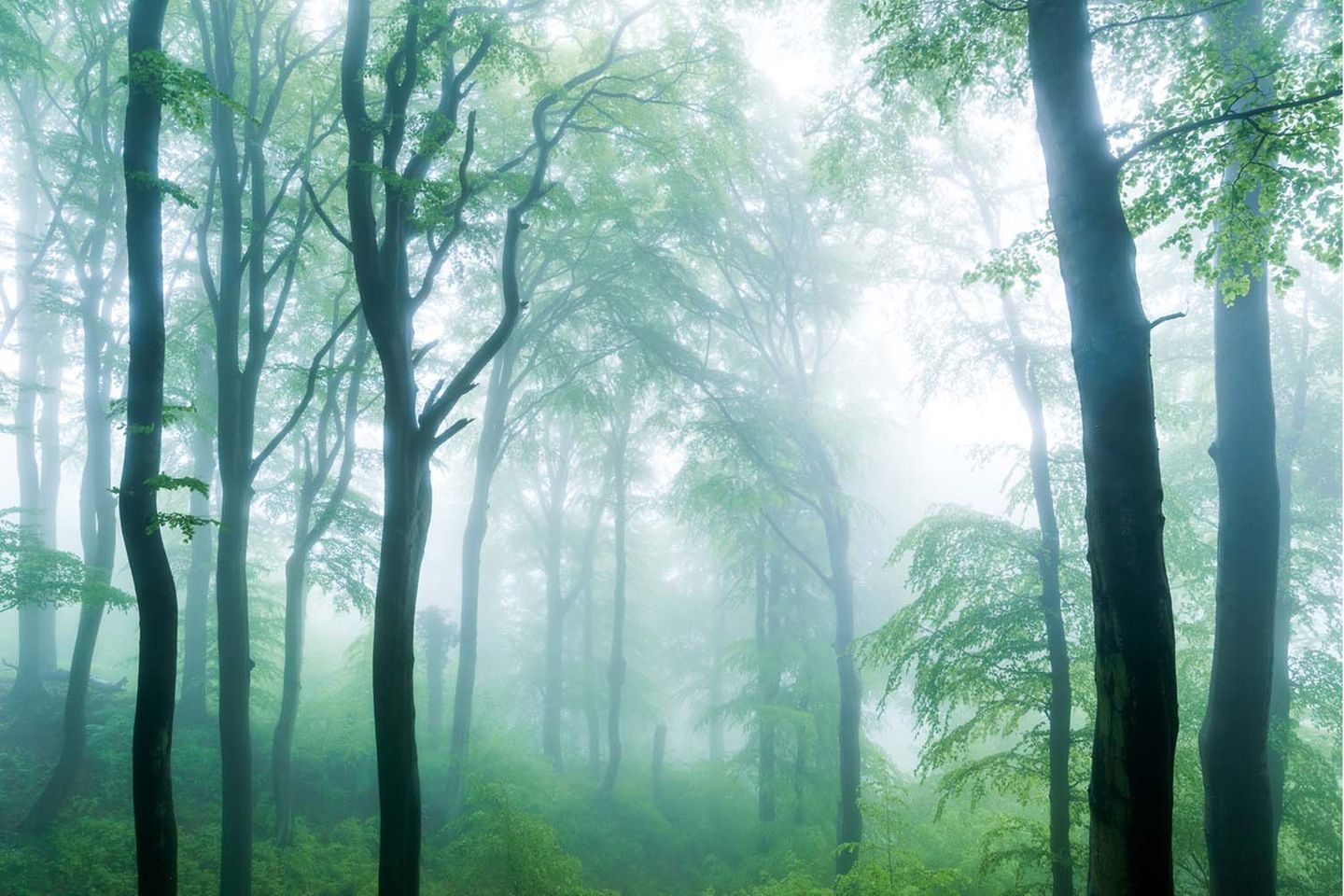 Eine mystisch anmutende Szene fing Florian Nessler mit seinem Bild "Küstennebel" ein. Starker Nebel und hohe Kontraste zwischen weißem Nebel und fast schwarzen Baumsilhouetten im Frühlingswald geben dem Bild seinen Ausdruck. Krumm gewachsene Baumstämme und viel Unterwuchs auf dem Waldboden zeugen von einem naturnahen Standort