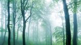 Eine mystisch anmutende Szene fing Florian Nessler mit seinem Bild "Küstennebel" ein. Starker Nebel und hohe Kontraste zwischen weißem Nebel und fast schwarzen Baumsilhouetten im Frühlingswald geben dem Bild seinen Ausdruck. Krumm gewachsene Baumstämme und viel Unterwuchs auf dem Waldboden zeugen von einem naturnahen Standort