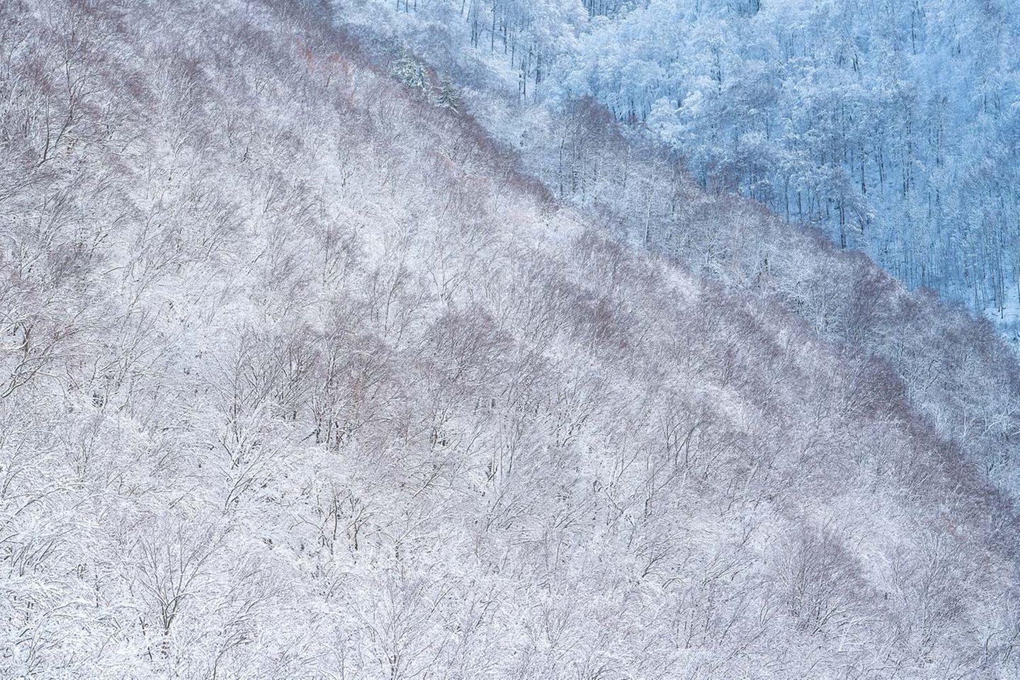 Der starke Kontrast zwischen naturnahen Kalkbuchenwäldern am Albtrauf und forstlich genutzten Nadelwald wird in diesem Foto von Joachim Raff trotz Schneedecke durch farbliche Unterschiede deutlich sichtbar