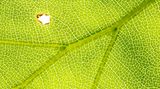 Mit dieser Detailaufnahme von einem Buchenblatt zeigt Thomas Kirchen in wunderschön grafischer Linienführung, dass jede Buche auch Nahrung für unzählige Tierarten bietet