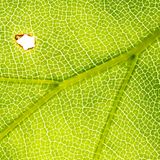 Mit dieser Detailaufnahme von einem Buchenblatt zeigt Thomas Kirchen in wunderschön grafischer Linienführung, dass jede Buche auch Nahrung für unzählige Tierarten bietet