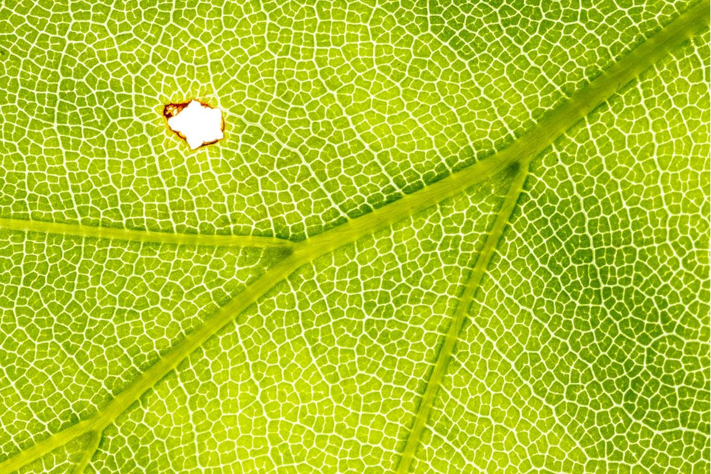 Mit dieser Detailaufnahme von einem Buchenblatt zeigt Thomas Kirchen in wunderschön grafischer Linienführung, dass jede Buche auch Nahrung für unzählige Tierarten bietet